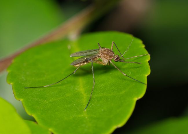 Mosquito on a green leaf during the night hours in Houston, TX.