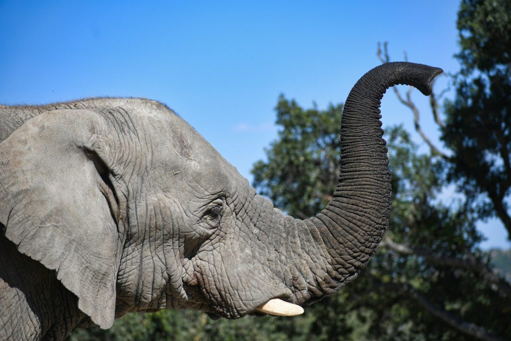 amazing-facts-everyone-should-know-about-elephants