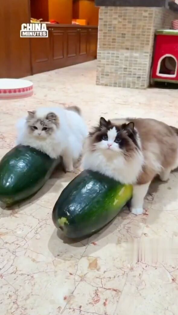 Pet lovers discover ingenious method to keep animals cool using fruit