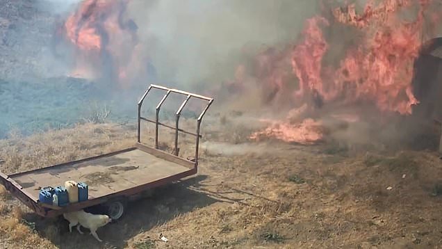 Wildfires destroy current and future olive crop at Sicilian farm