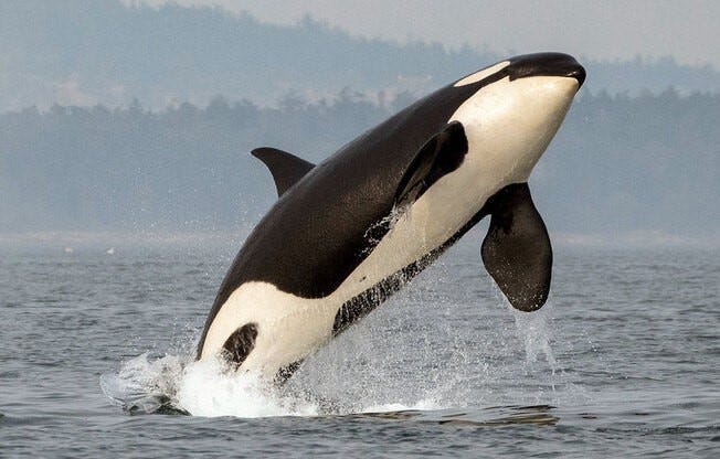 California considers listing local killer whales as endangered species