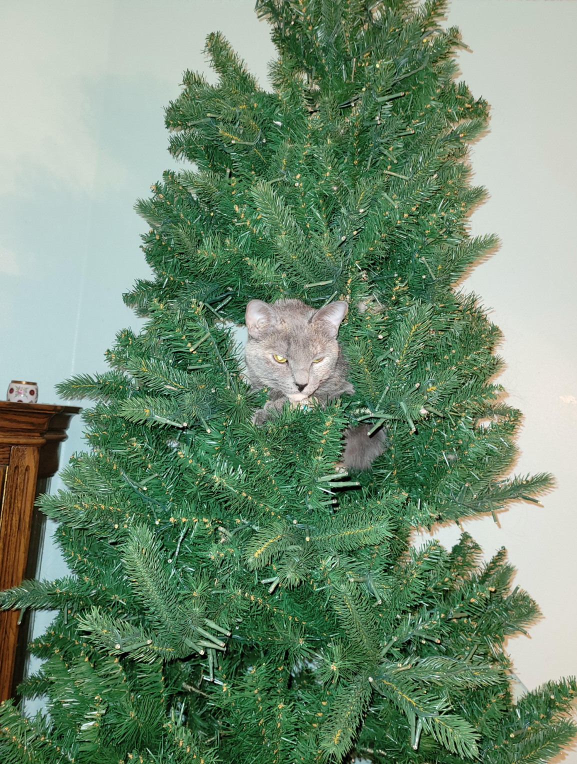 Cat nestled in an artificial Christmas tree, peeking through the branches