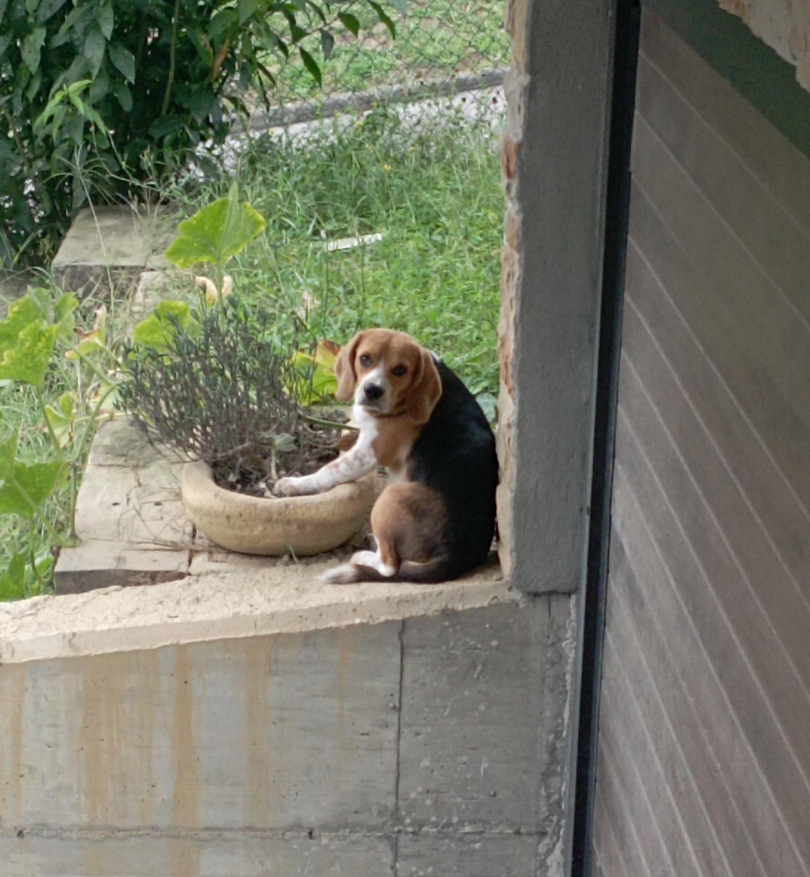 Beagle sitting on a ledge next to a plant pot, looking back toward the camera with greenery in the background
