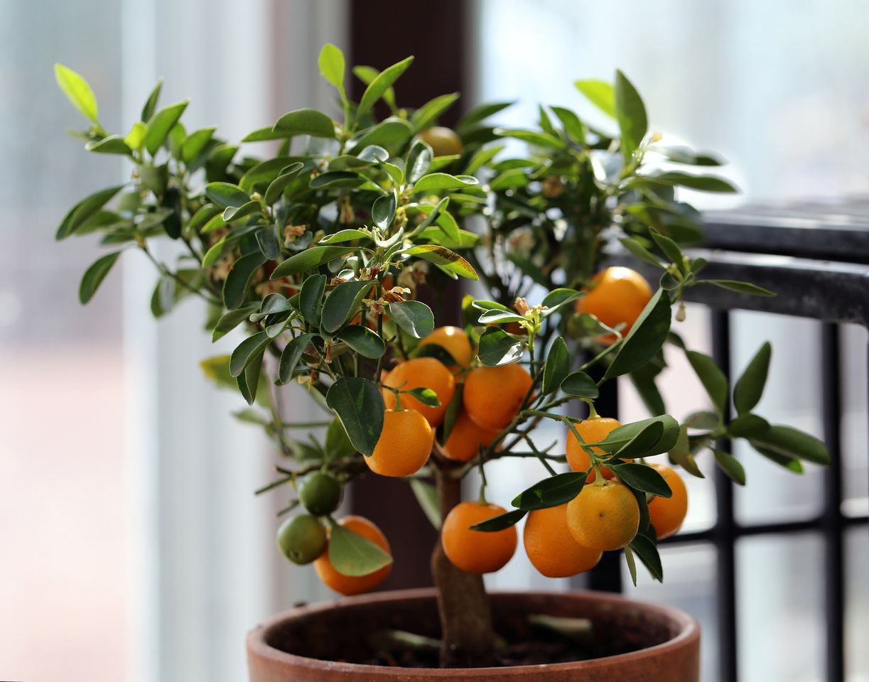 Small orange tree