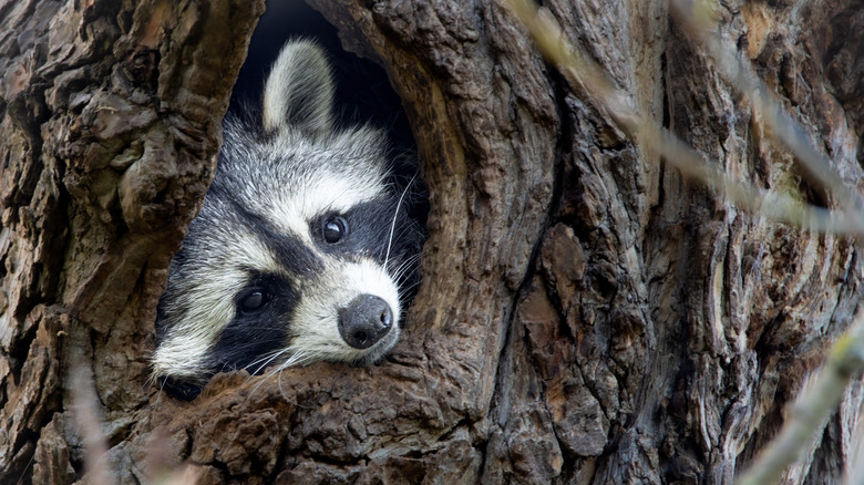I have never seen any other animal like it: 'mutant' raccoon goes viral after stalking Seattle