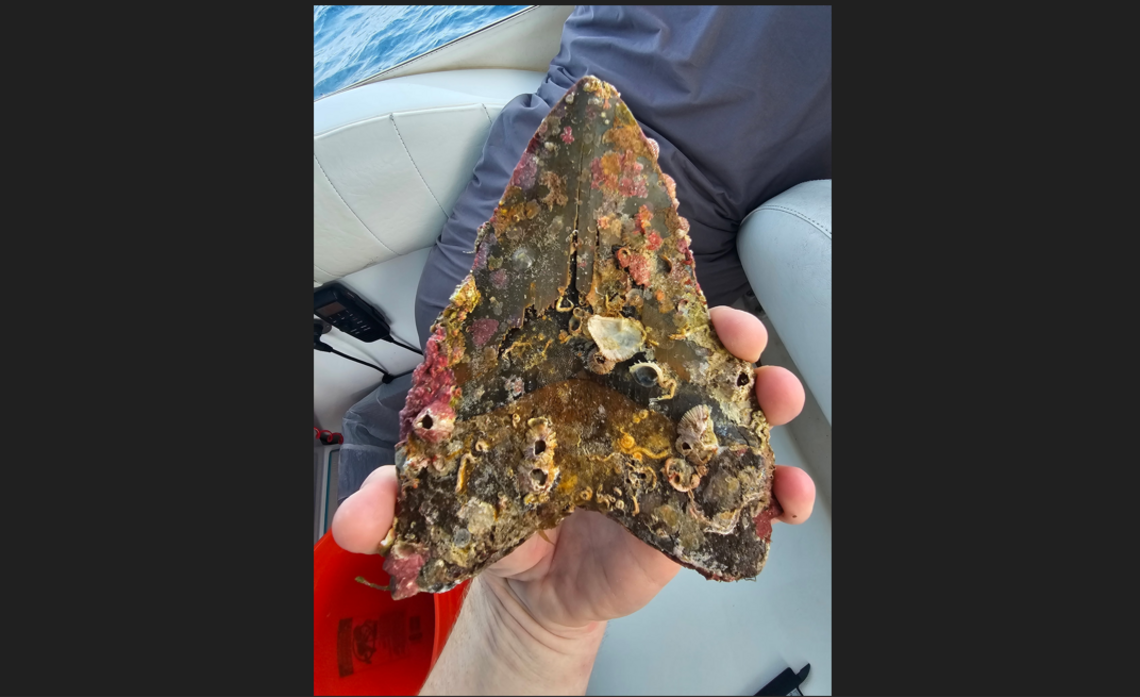 The tooth is covered in barnacles and Proulx has decided not to try and clean them off. It was found at a depth of 120 feet, he says.