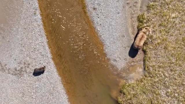 Alaska filmmaker's final footage of Lucy and Peanut reveals a harsh reality for brown bears