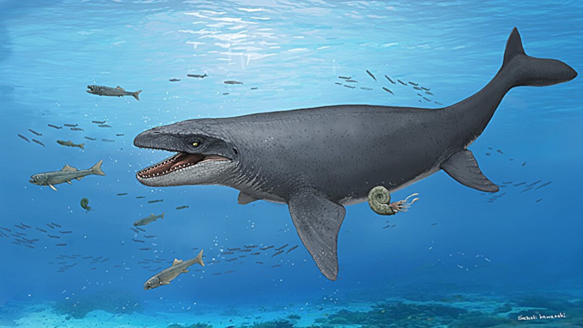 30-year-old fossil in Japanese museum may be a brand new species of mosasaur
