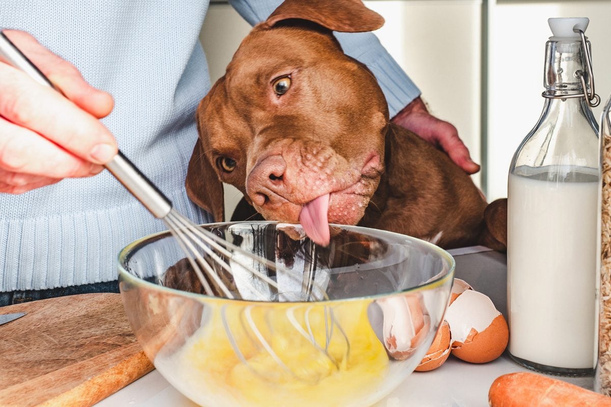 Can dogs eat eggs? Here’s what vets say
