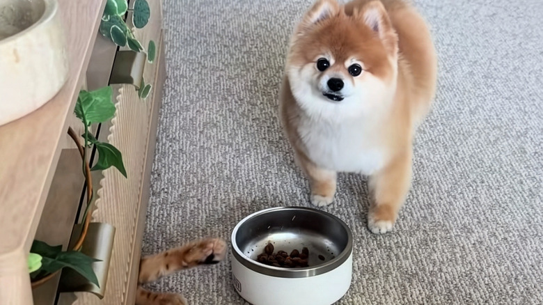Pomeranian's annoyance over her cat sister trying to steal her dinner is so real