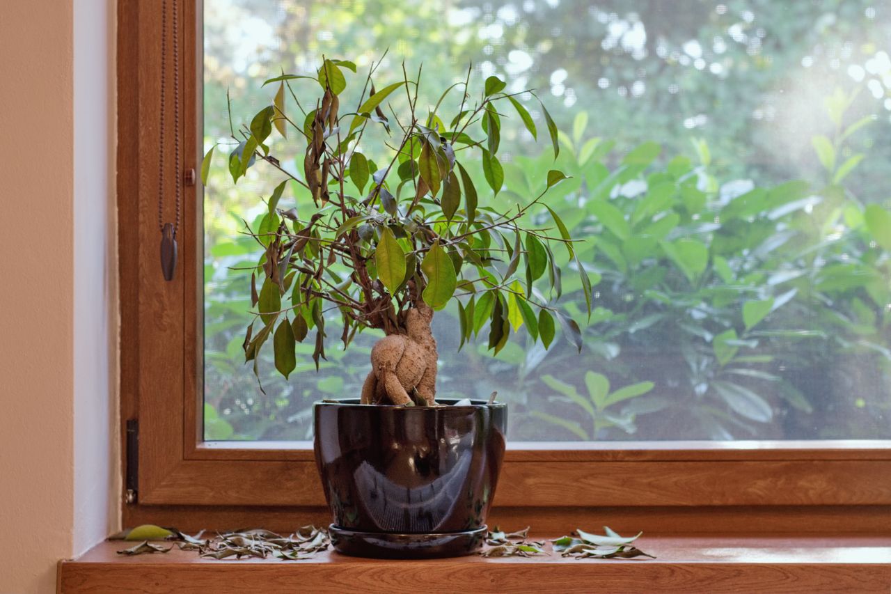 ginseng ficus dropping leaves houseplant
