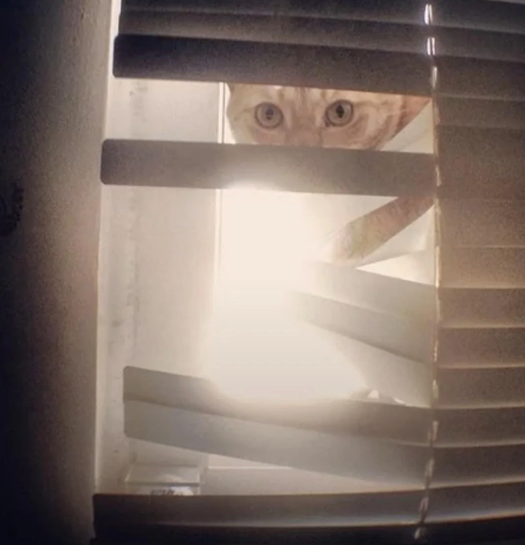 Cat peeking through broken window blinds with curious wide eyes