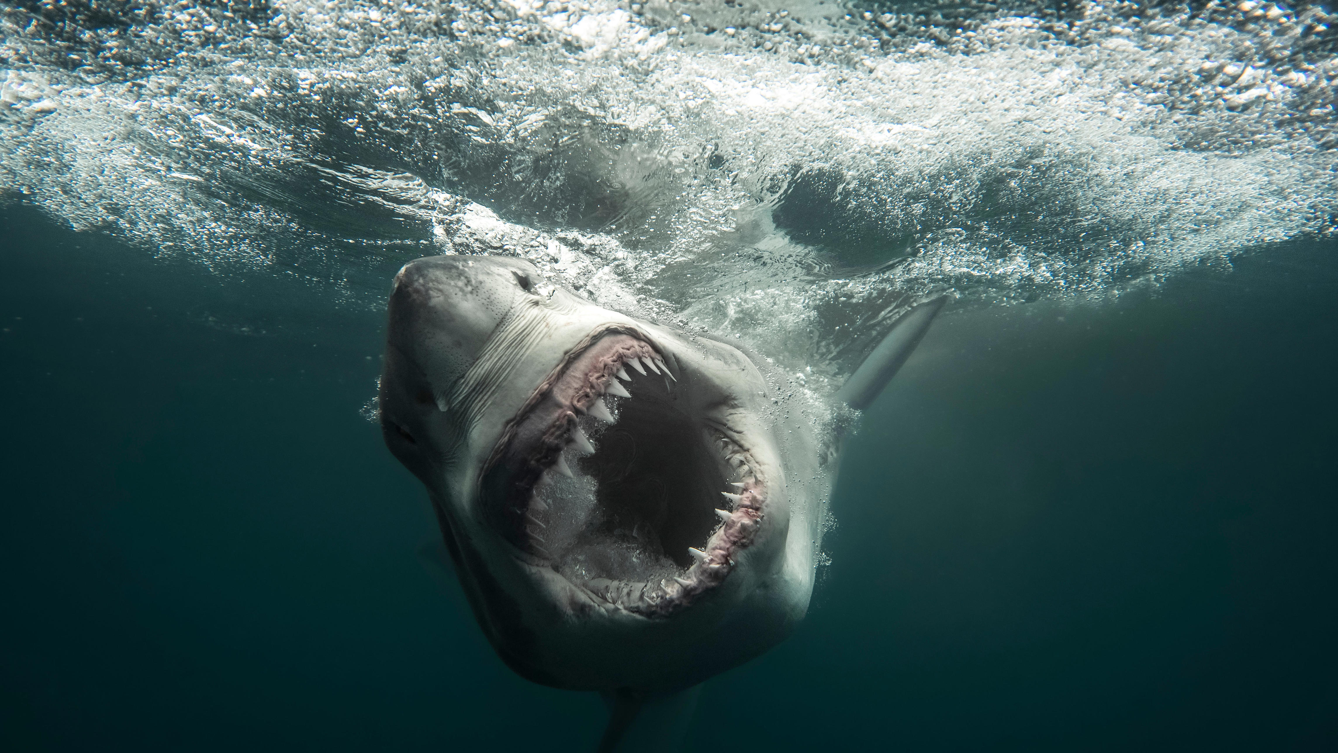 Shark Week 2026 schedule includes New York-themed 'Sharkzilla' special