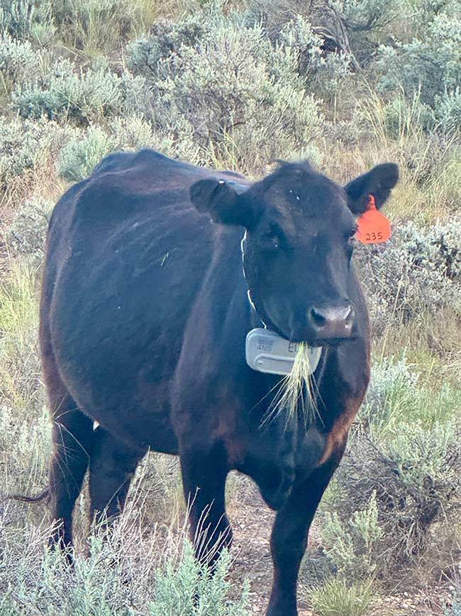 Virtual fencing collar on one of Jay Smith’s cows. | Courtesy Cheyenne Smith