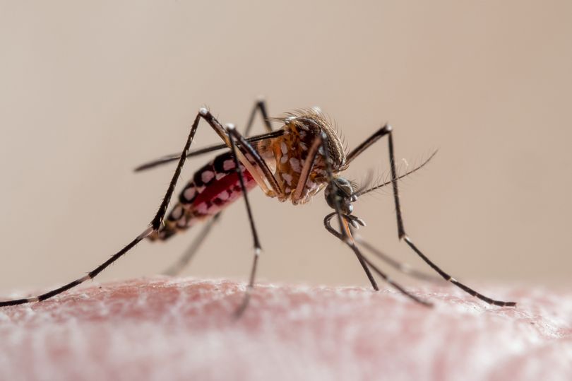 Close-up of a yellow-fever mosquito biting human skin, it's a culicidae vector of malaria, yellow fever, chikungunya, dengue and zika virus in Brazil, known locally as mosquito da dengue.