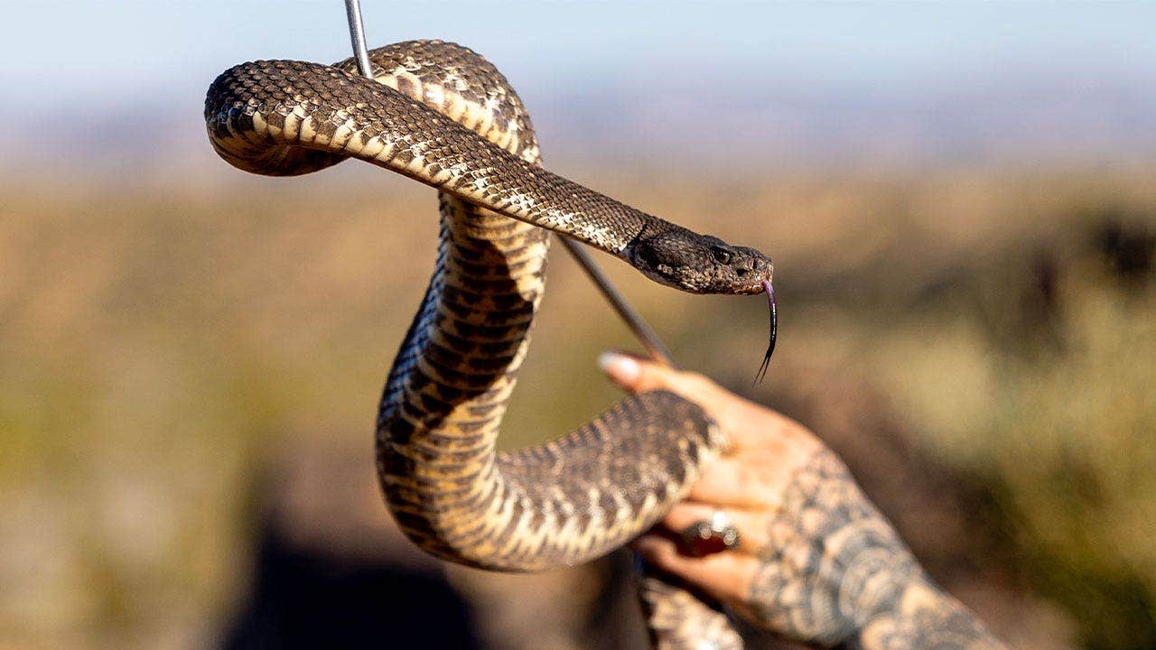 California toddler bitten by rattlesnake hiding beneath Amazon package amid active snake season