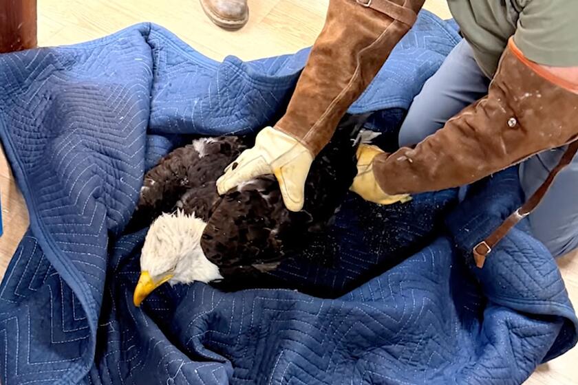 Rescued eagle Jackie battles anemia, inflammation. 'It's too early to predict the outcome'