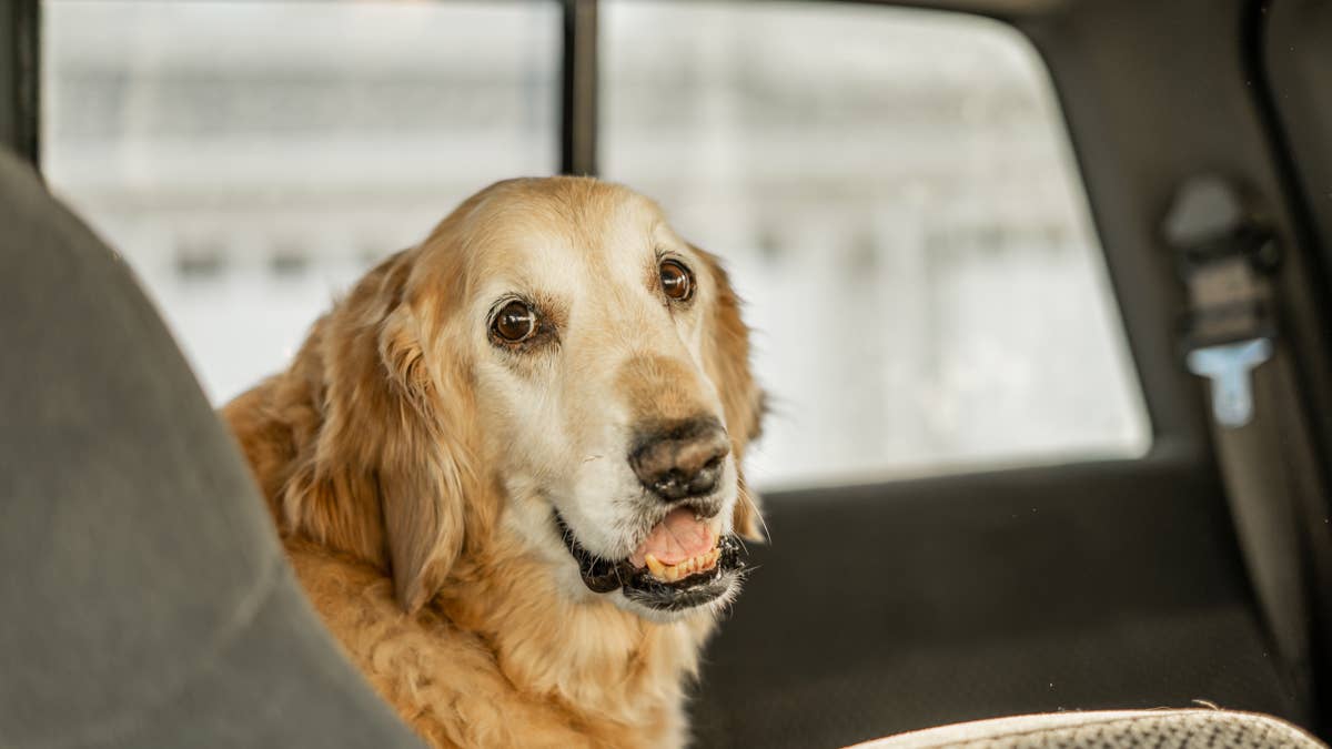 Golden retriever has one non-negotiable rule for every car ride