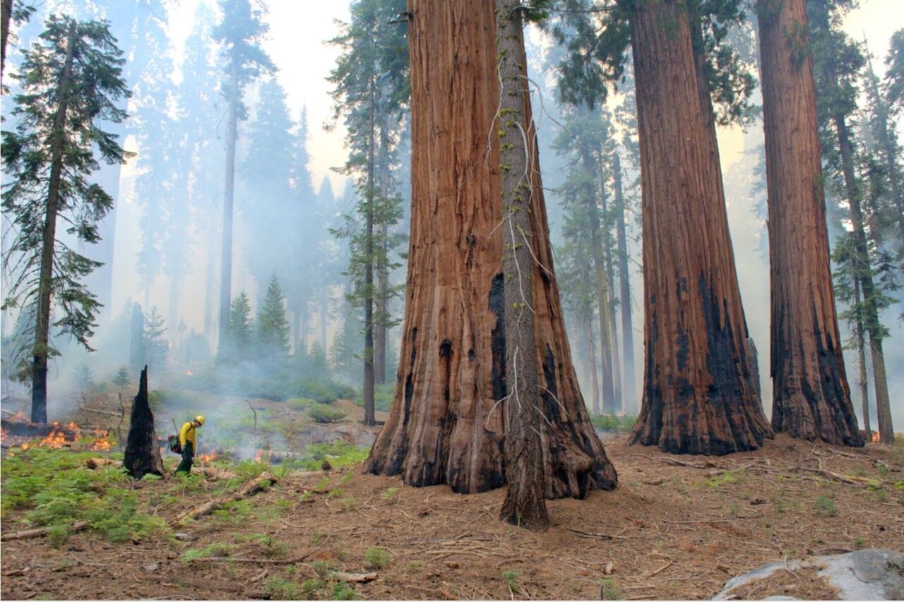 Record fires killed nearly 1 in 5 mature giant sequoias, but controlled burns can boost survival
