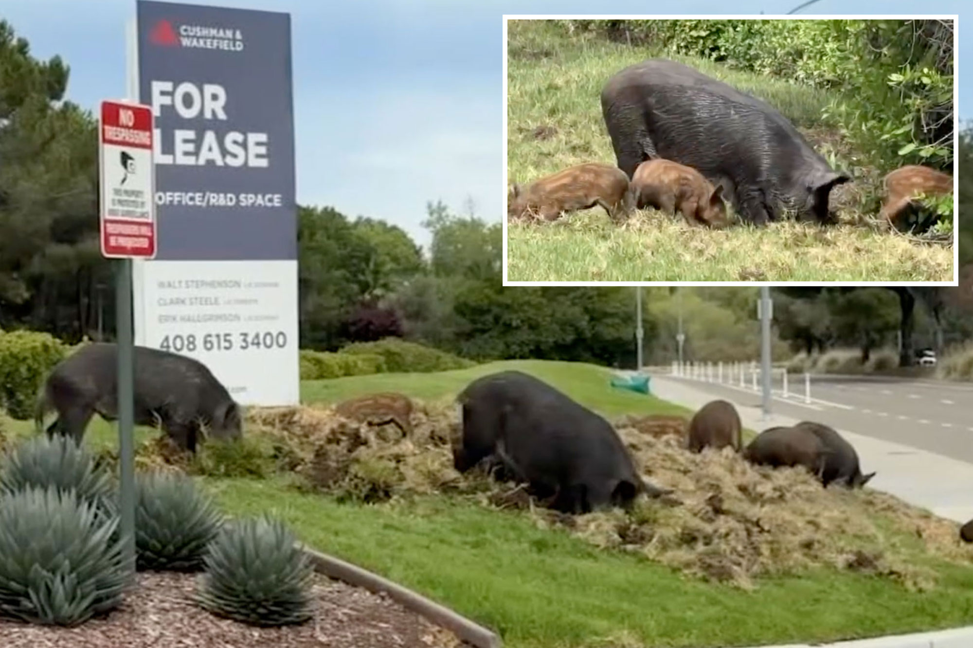 Feral beasts spark chaos across superrich California neighborhood: 'Really did a number here'