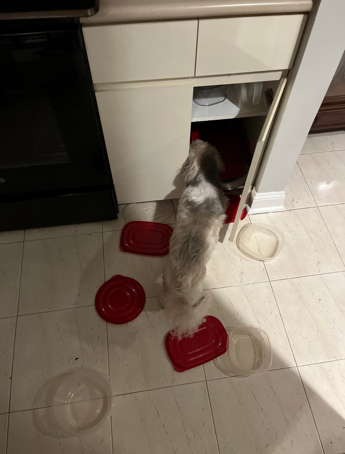 A small dog rummages through an open kitchen cabinet, surrounded by scattered plastic containers and lids on the floor