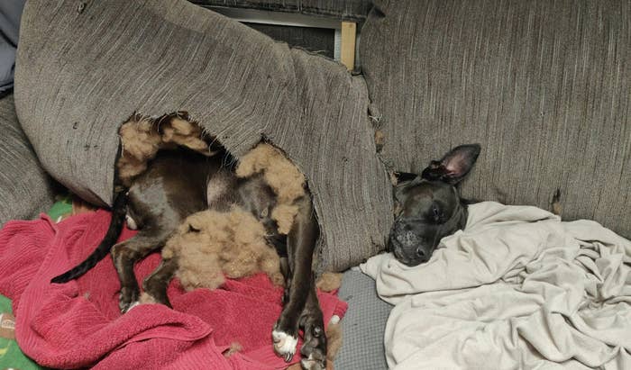 Dog nestled in a torn-up couch, surrounded by stuffing, lying on a red and white blanket