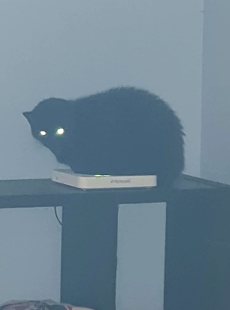 Fluffy black cat with glowing eyes sits on a small device on a shelf, creating a mysterious and humorous scene