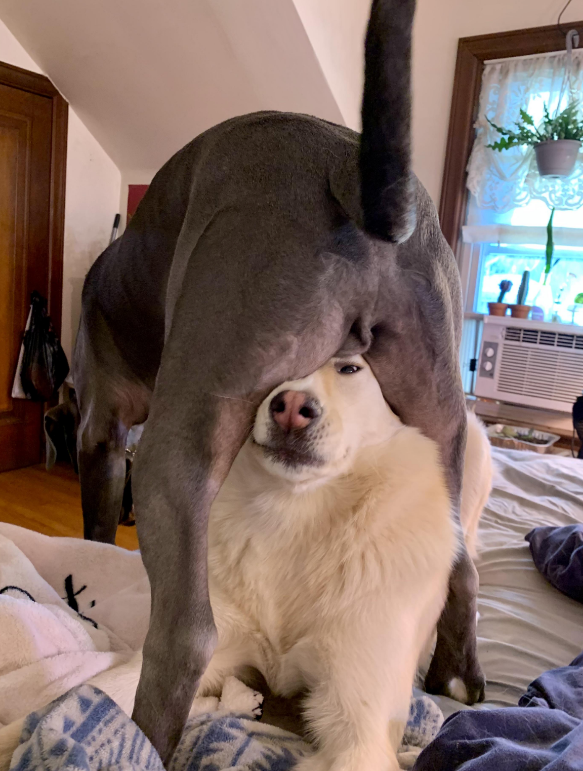 A dog looks unamused as another dog's rear and legs frame its face, creating a humorous scene