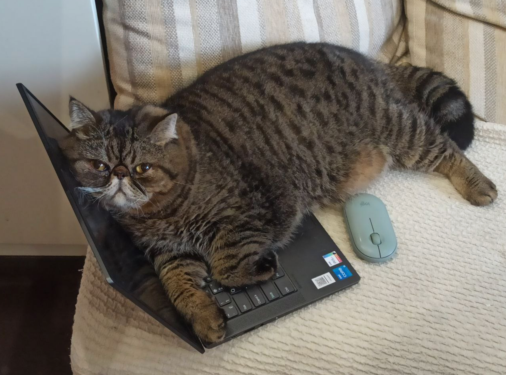 Cat lounging on a laptop keyboard, with a wireless mouse nearby on a couch
