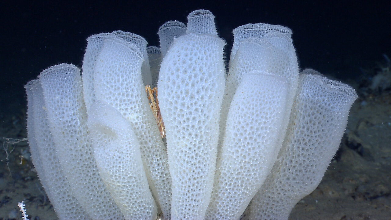 Deep-sea sponge geometry strengthens metamaterials and suppresses flow-driven vibrations