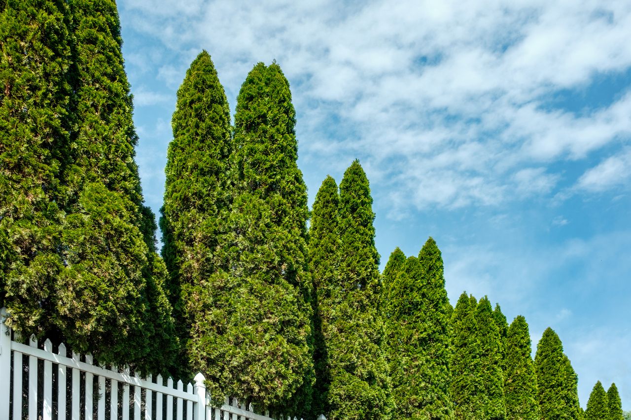 Tall evergreen trees behind a white picket fence under a partly cloudy sky