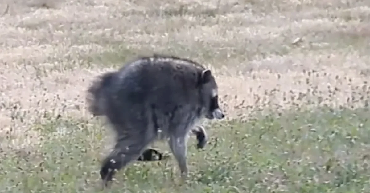 Jimothy the raccoon is the internet's newest 'cryptid.' He just raised $12K for his local food bank