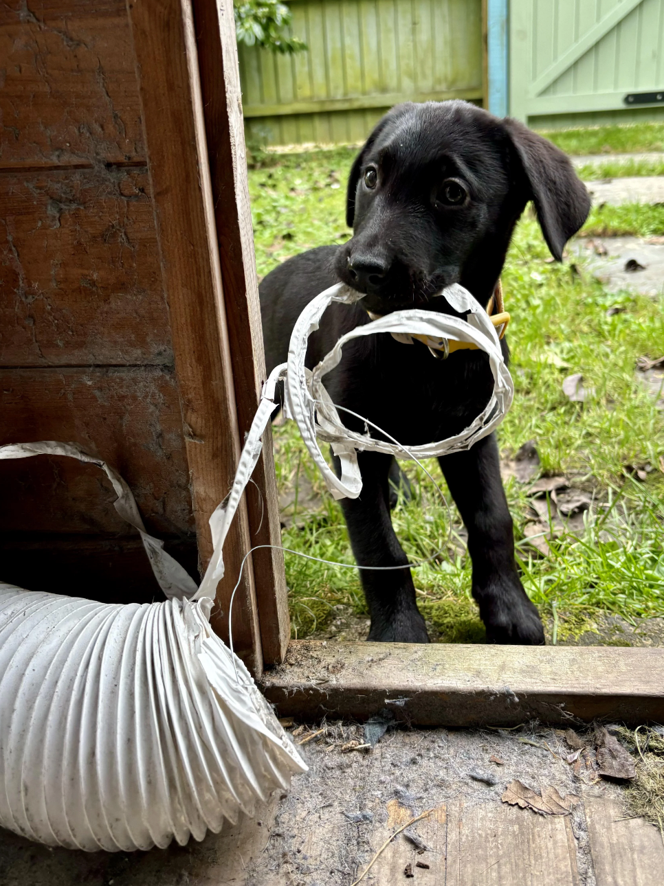 Puppy standing at a doorway, playfully holding a white accordion-style duct in its mouth