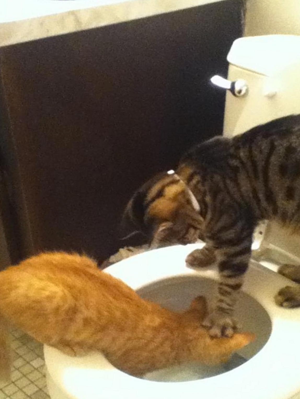 Two cats in a bathroom explore a toilet; one cat reaches inside while the other watches curiously