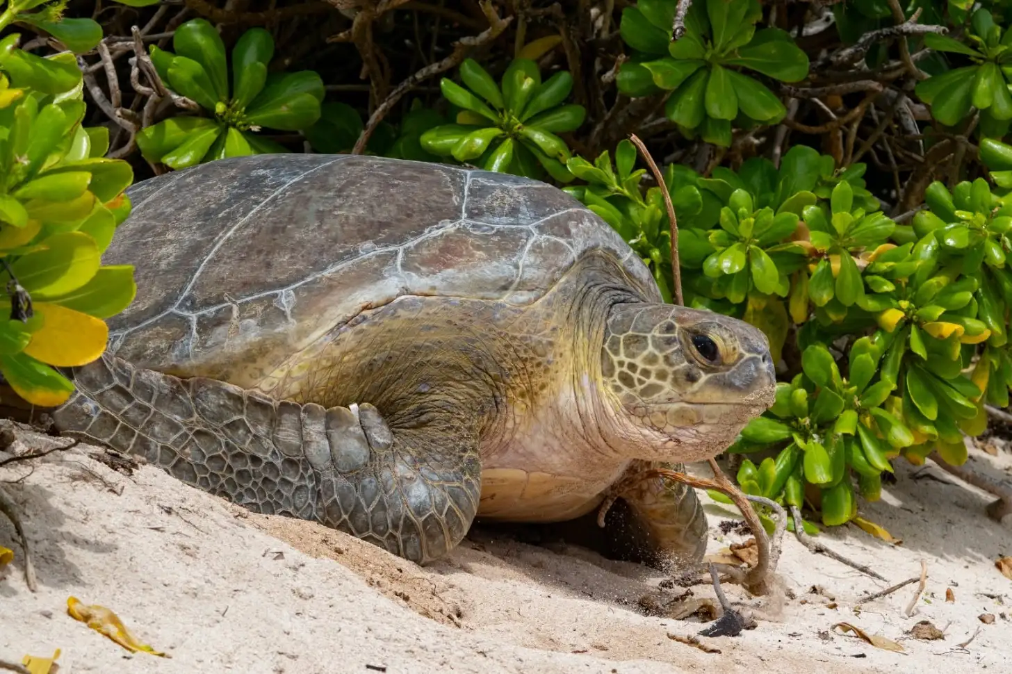 6a5fa33691ee60aa4d0a07a0_6a5fa3344d5de70b3d8f74ee_sea-turtle-rescued-from-swimming-pool-cayman-islands-body-2.webp