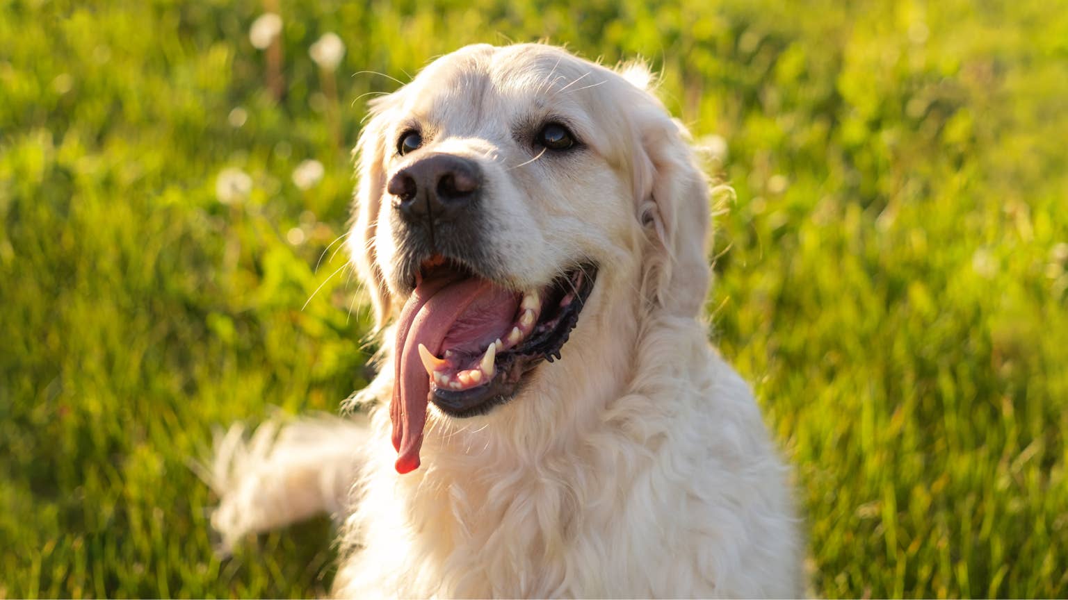 This hilarious video of a horse and golden retriever sharing affection is too cute
