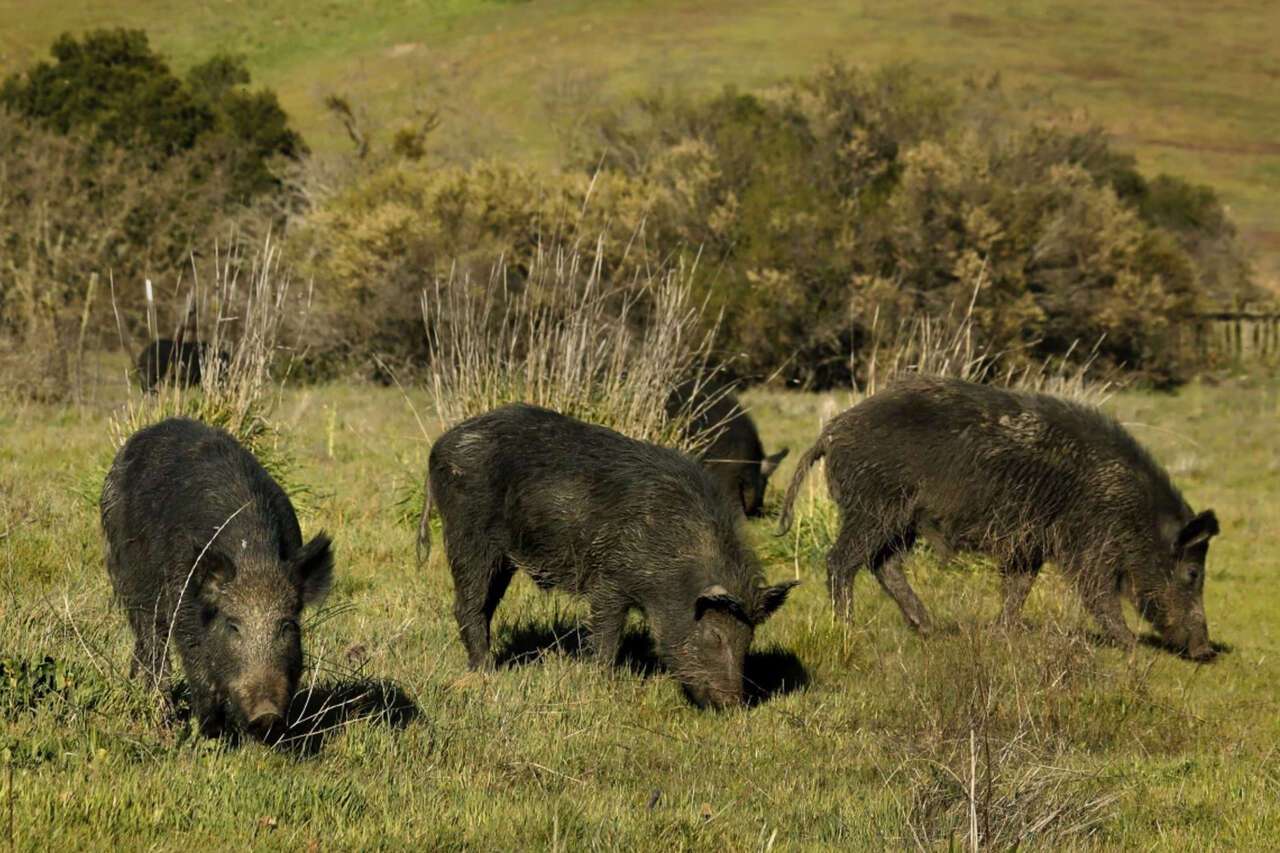 Wild pigs are tearing up this Bay Area neighborhood