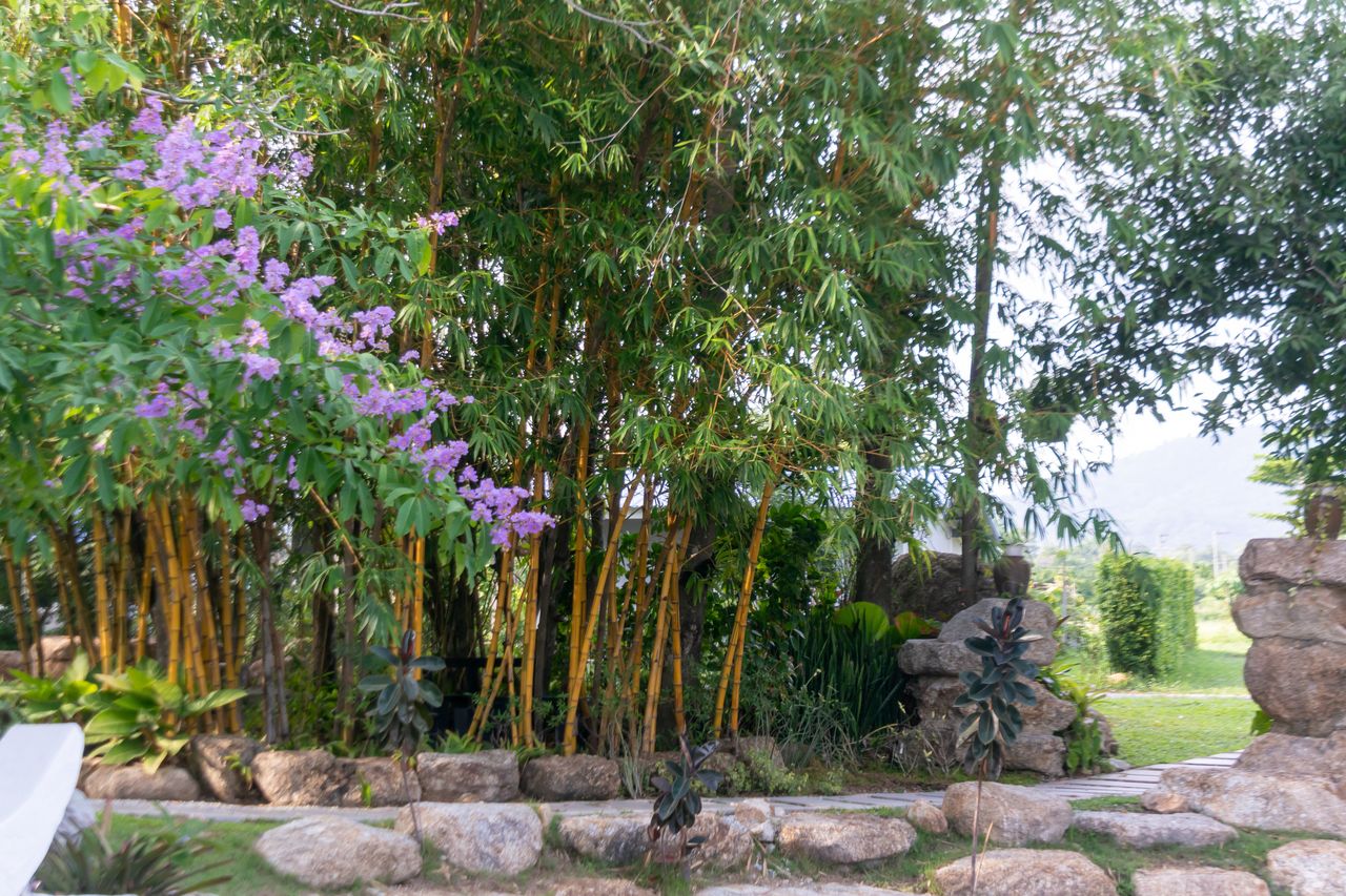 A garden with bamboo plants flowers and stone landscaping