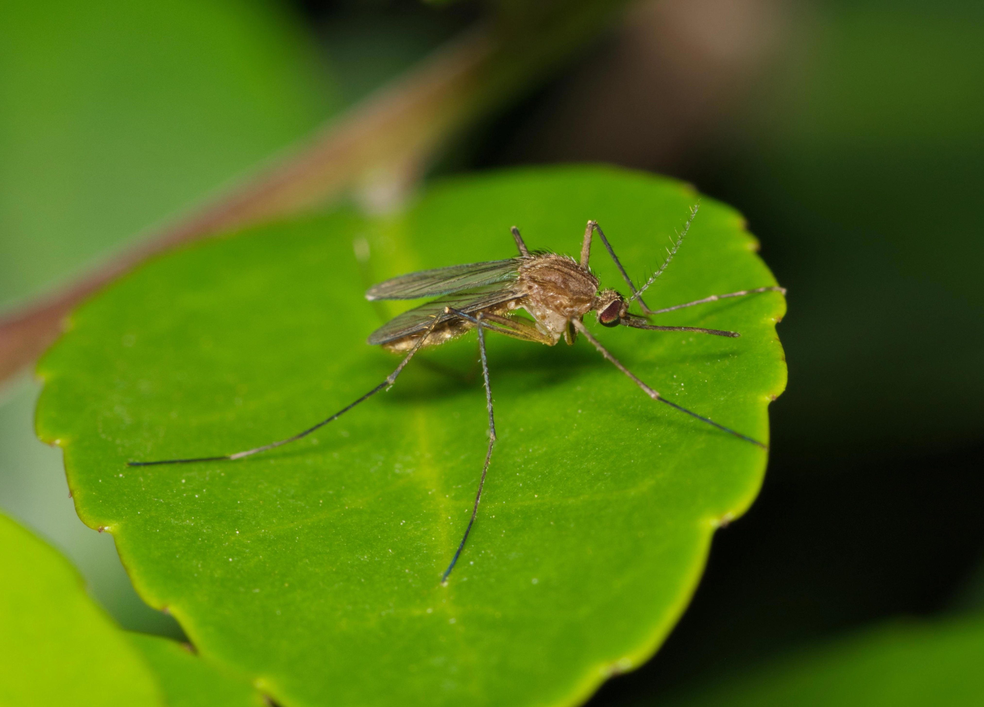 CDC issues travel warning after outbreak of deadly incurable mosquito virus