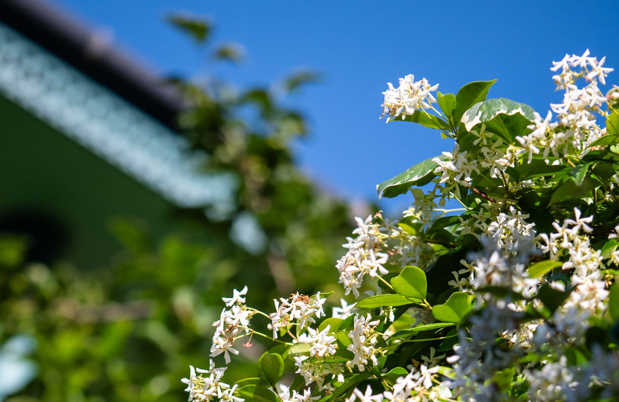 Bushes of blooming scented Jasminum officinale. Common jasmine during flowering in summer.
