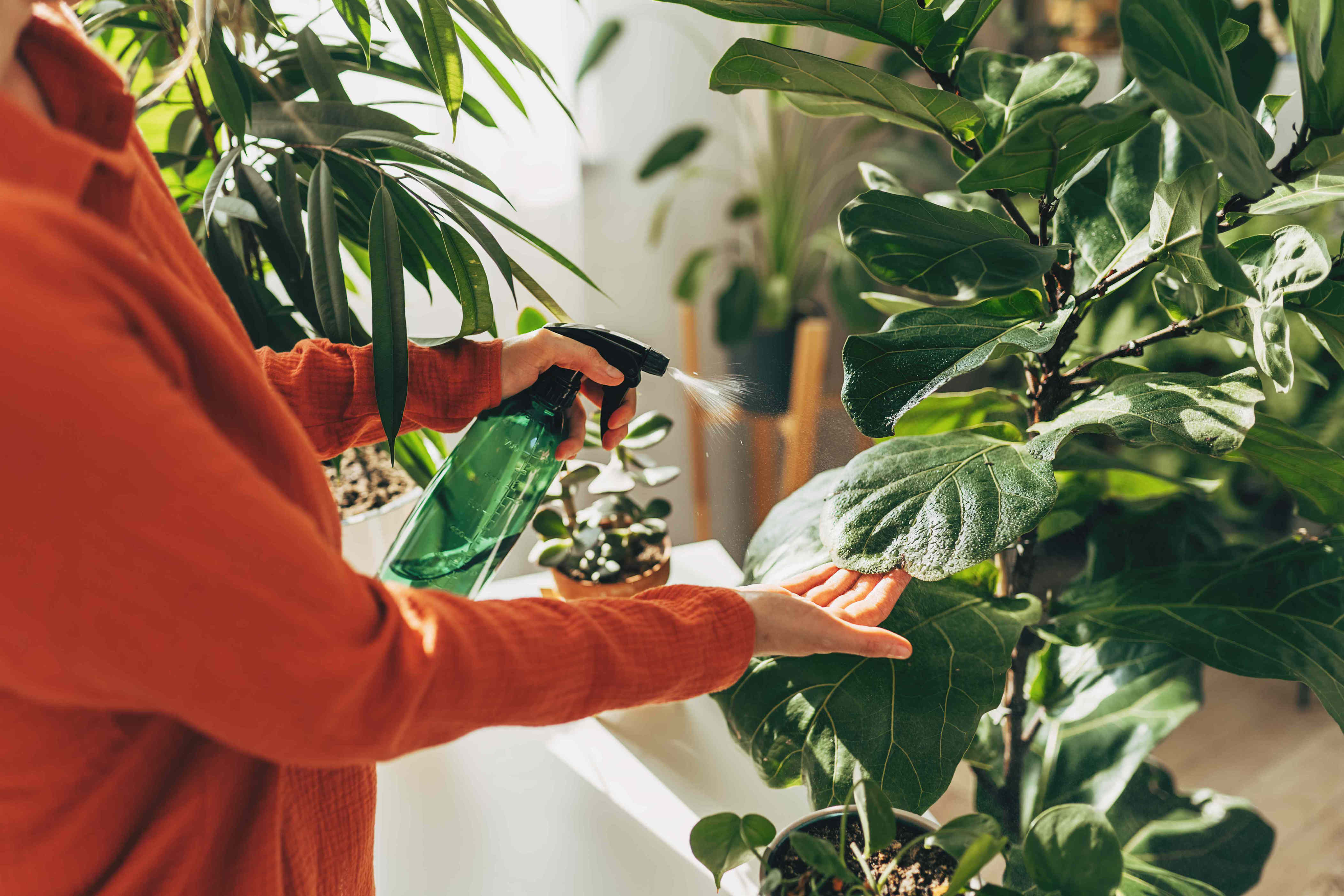 5 houseplants a garden pro says you should never move outside, especially in summer