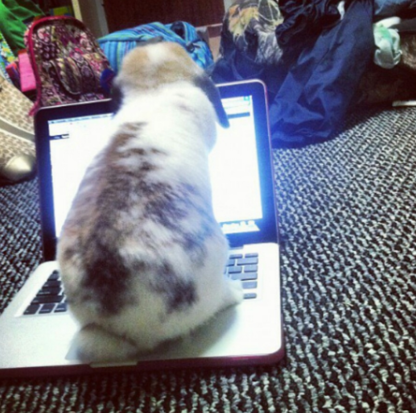 A fluffy rabbit sits on an open laptop keyboard, facing the screen, in a room with clothes and a bag in the background