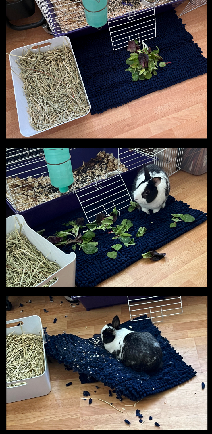 Three photos show a black-and-white rabbit exploring a new textured mat. The mat has been partially chewed in the last image