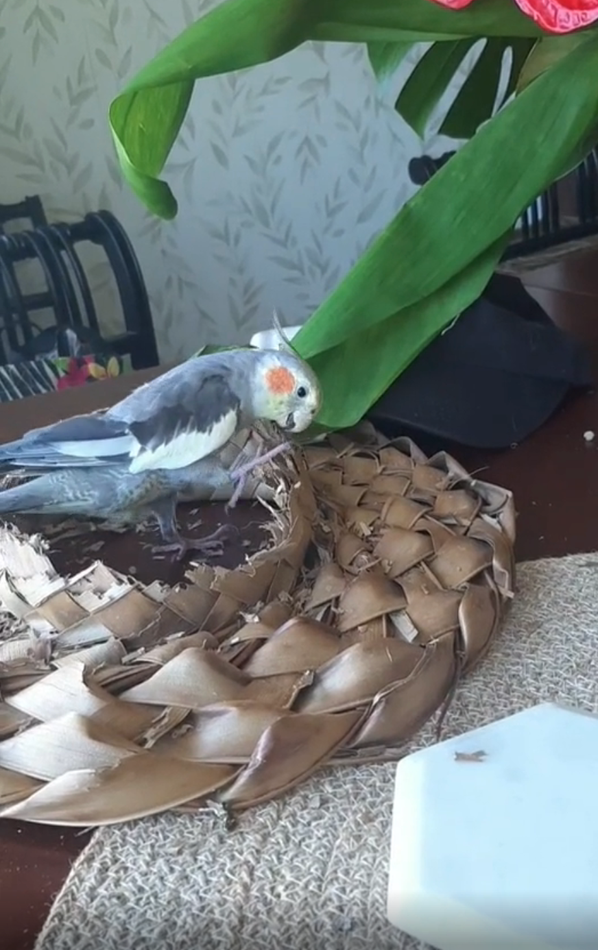 Cockatiel nibbling on a woven placemat on a table, next to a green leaf