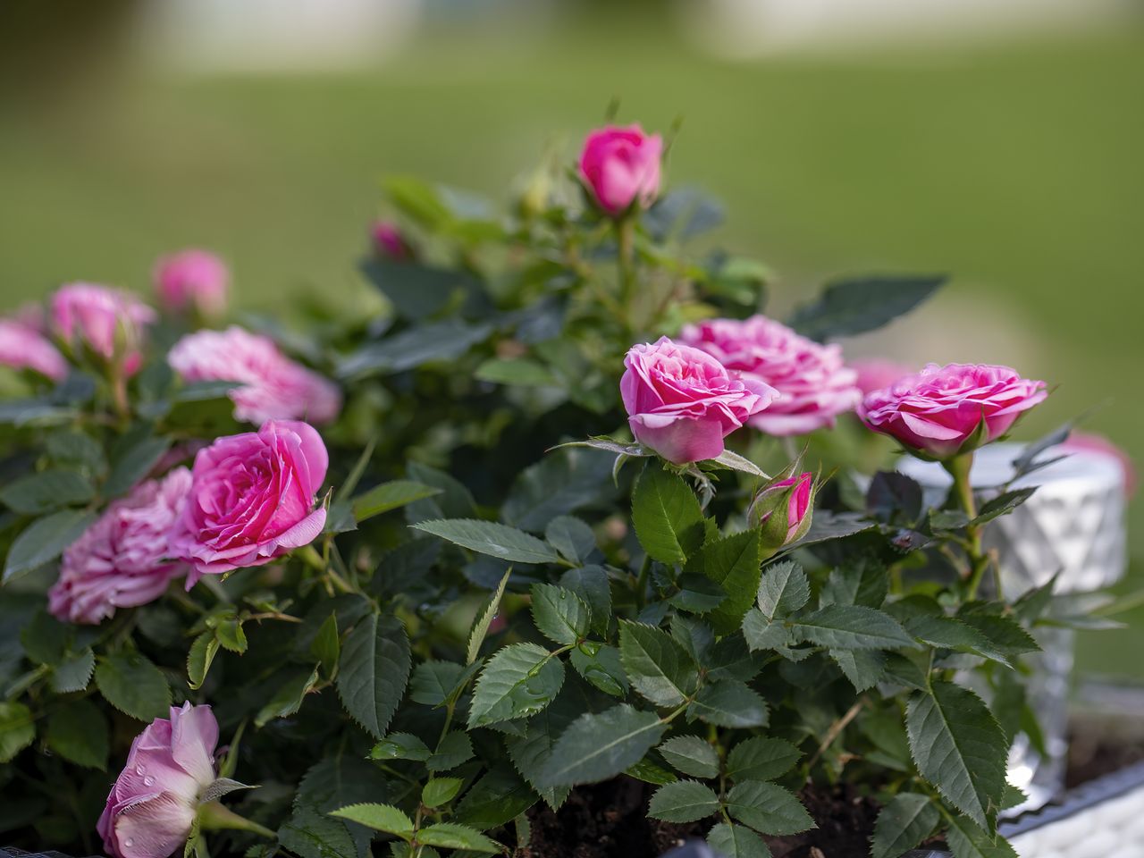 Miniature roses