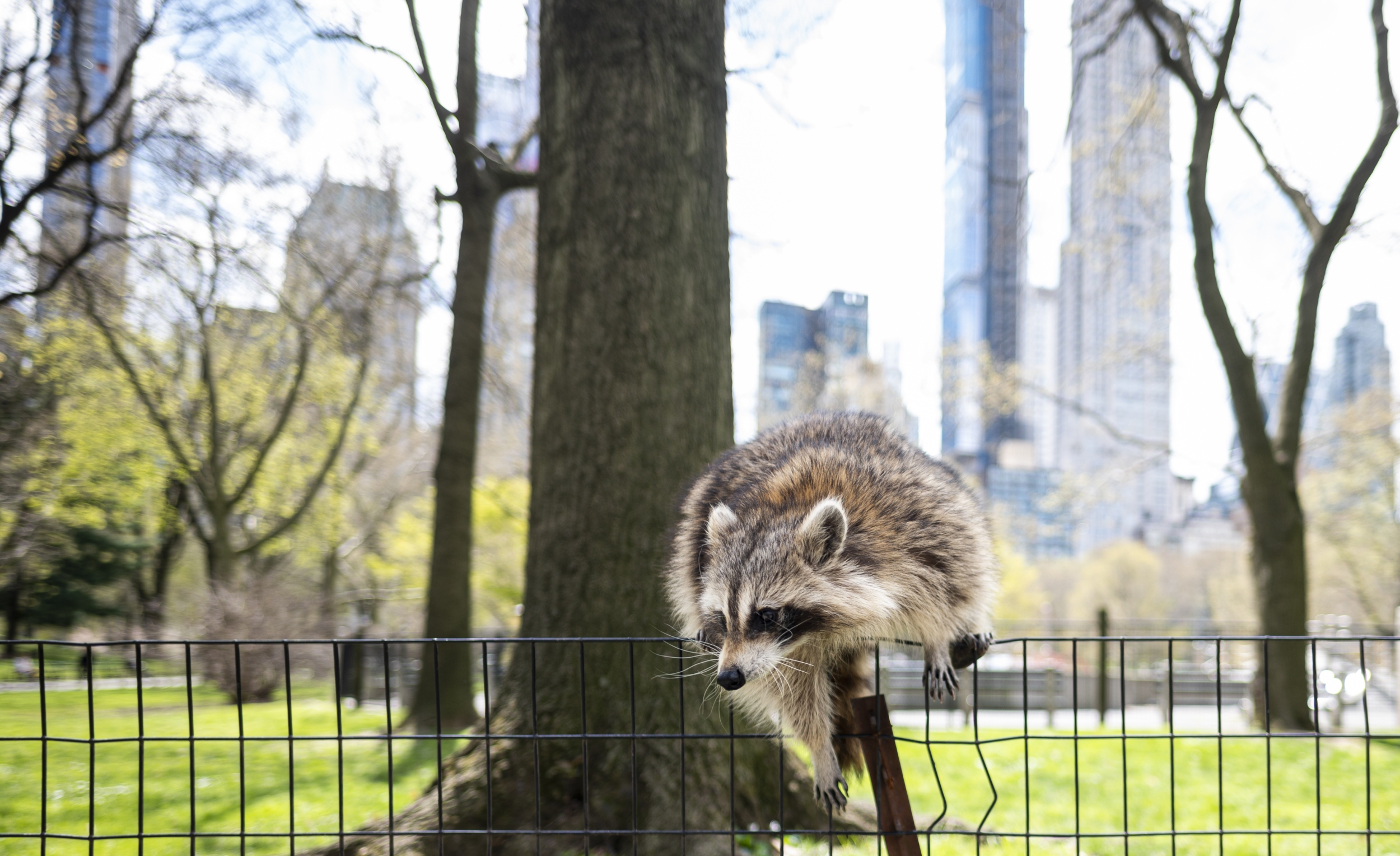 Who is Jimothy? Seattle's unusually round raccoon becomes an internet star