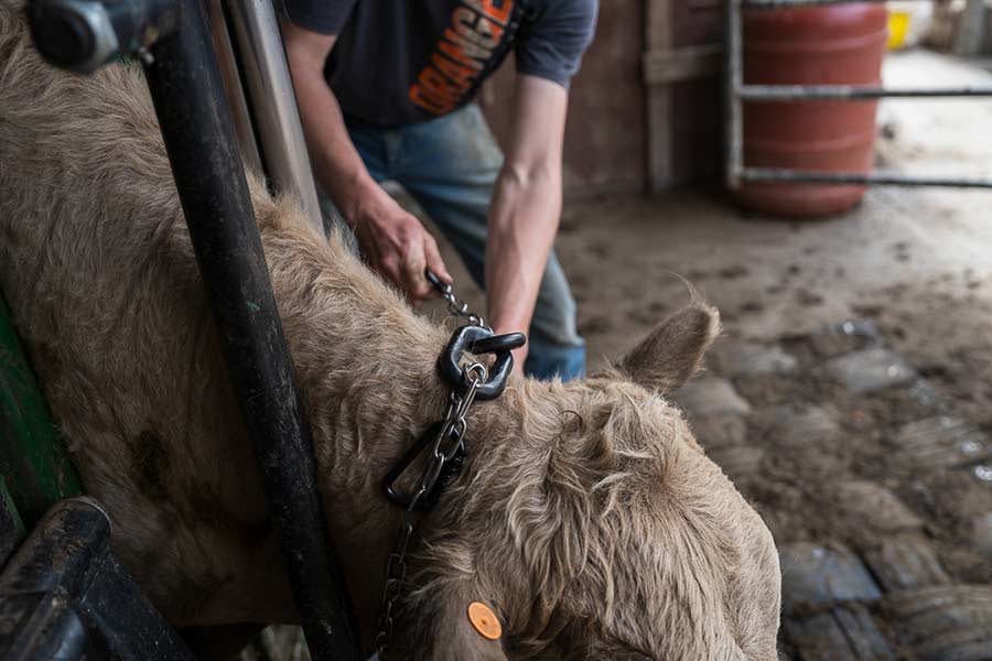 Idaho ranchers go high-tech with invisible fences for cattle