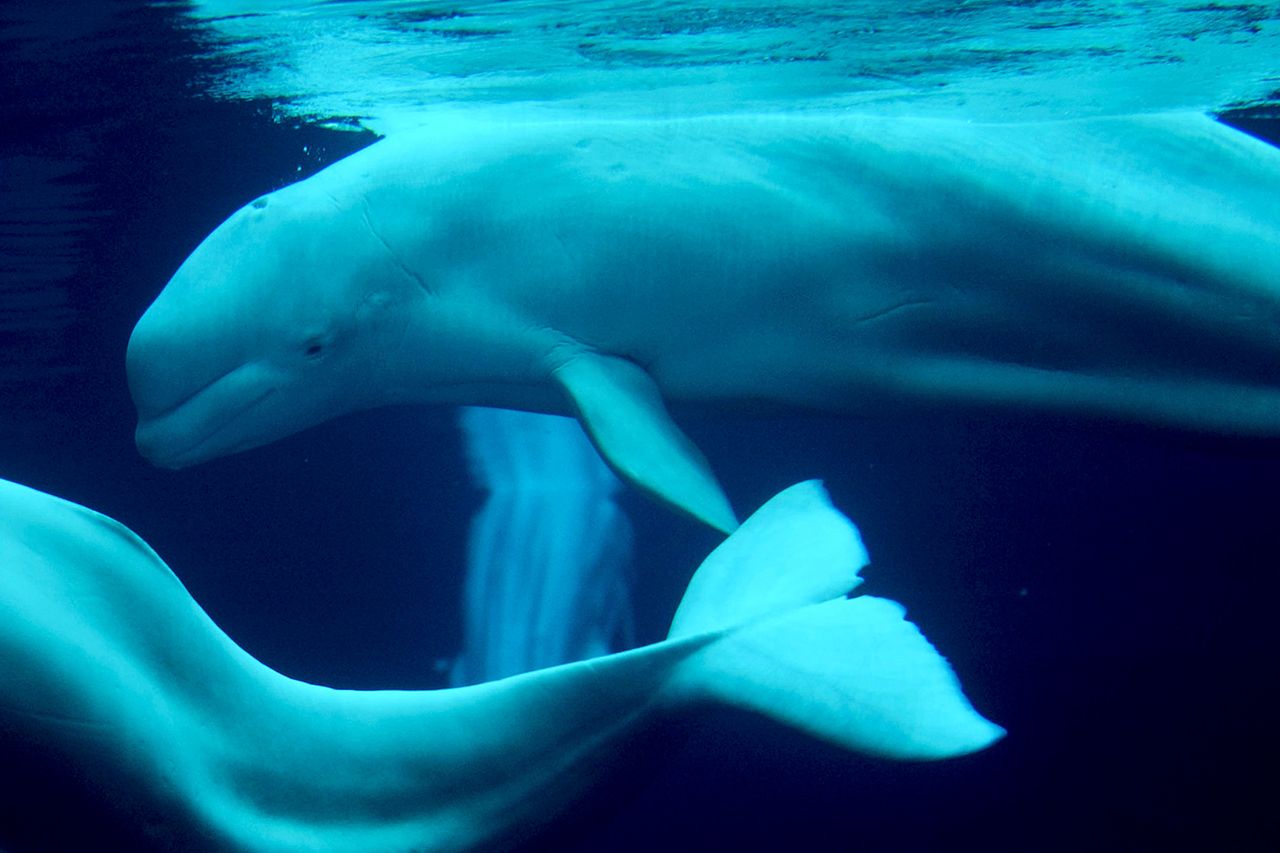 Three of five Beluga Whales swim in Cold Water Quest exhibit at the Georgia Aquarium
