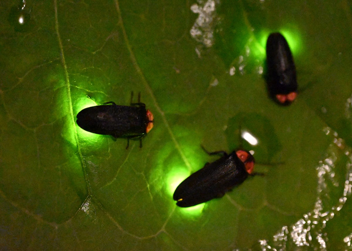 experts say making these changes to your yard will bring fireflies back- three fireflies