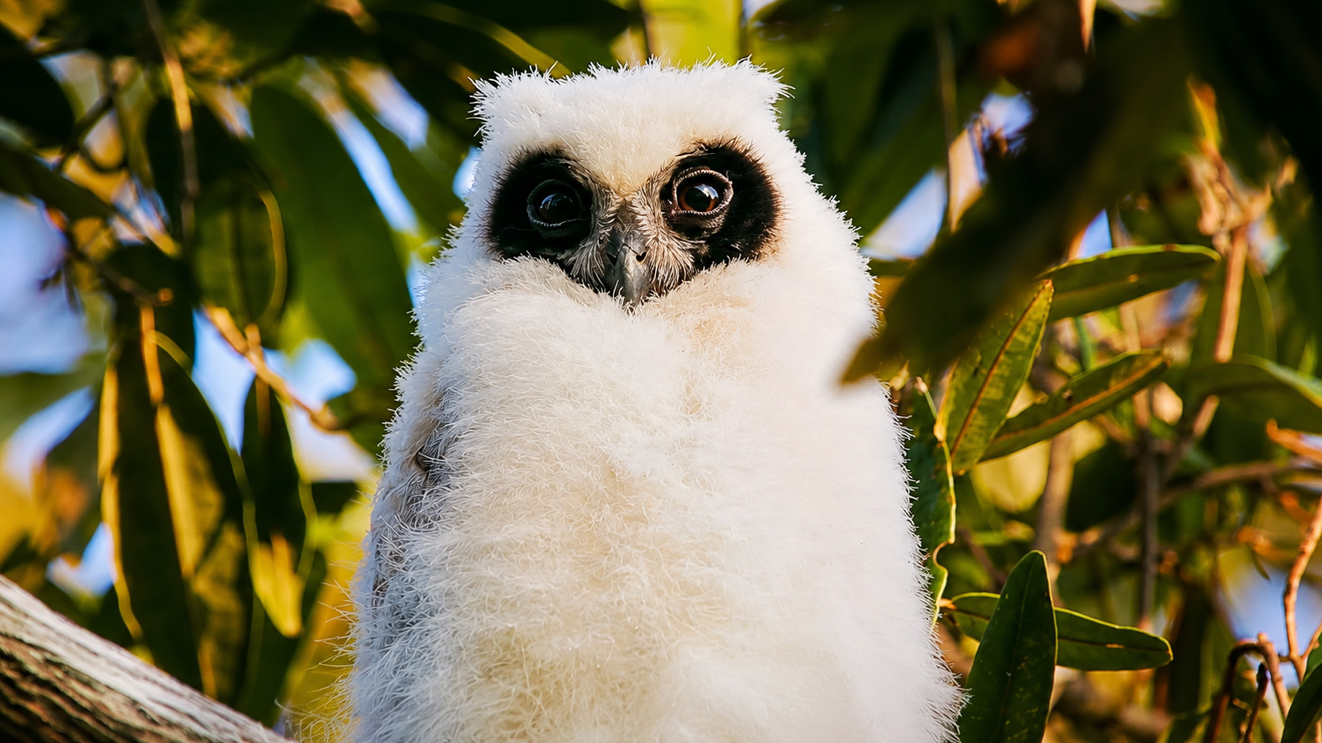 This fluffy bird will become a silent hunter